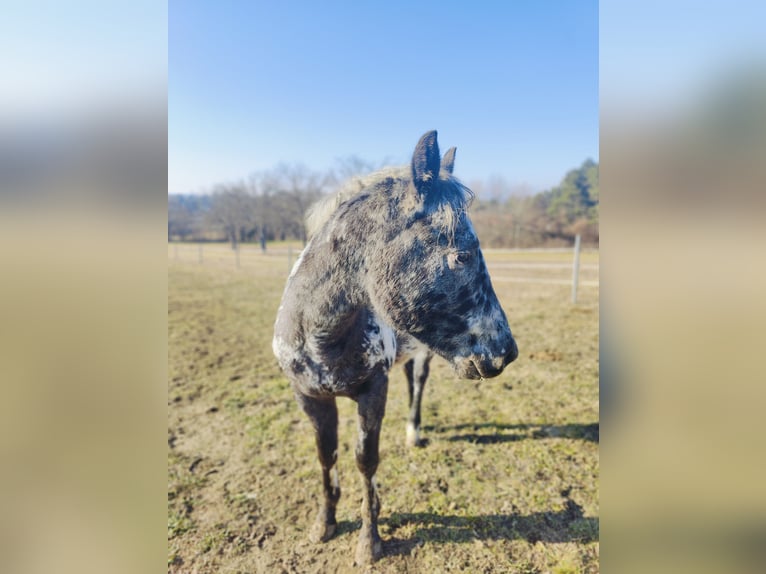 Appaloosa Stallion 2 years 14,1 hh Leopard-Piebald in Au am Leithaberge