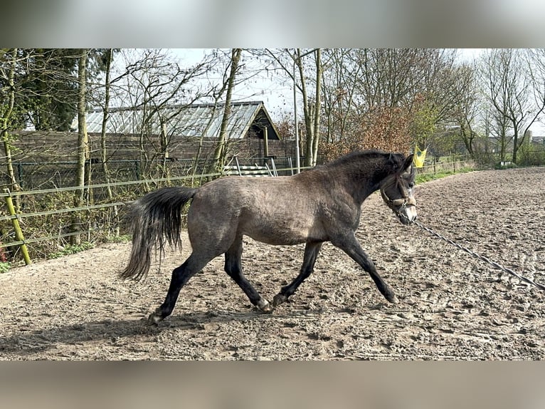 Appaloosa Stallion 2 years 14,1 hh Roan-Blue in Boxmeer