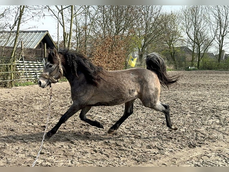 Appaloosa Stallion 2 years 14,1 hh Roan-Blue in Boxmeer