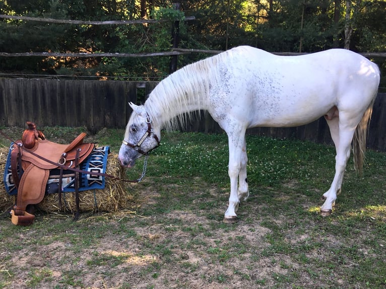 Appaloosa Stallion 2 years 14.2 hh  in Brno