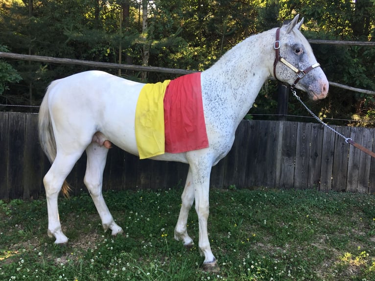 Appaloosa Stallion 2 years 14.2 hh  in Brno