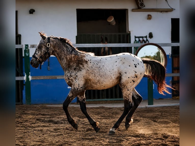 Appaloosa Mix Stallion 2 years 14.2 hh Leopard-Piebald in Riba-Roja De Turia