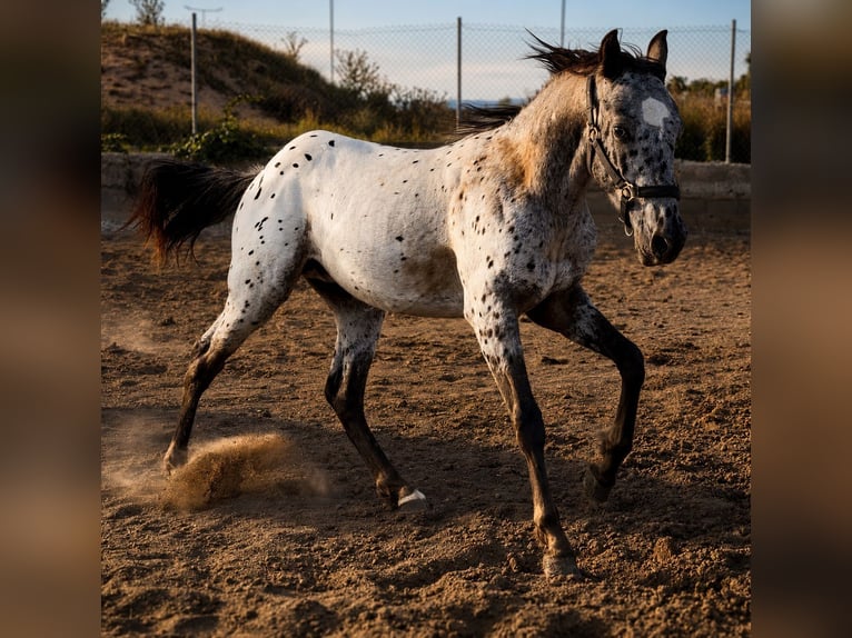Appaloosa Mix Stallion 2 years 14.2 hh Leopard-Piebald in Riba-Roja De Turia