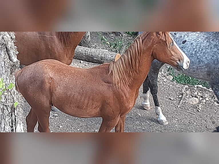 Appaloosa Stallion 2 years 14,2 hh Sorrel in Brunyola