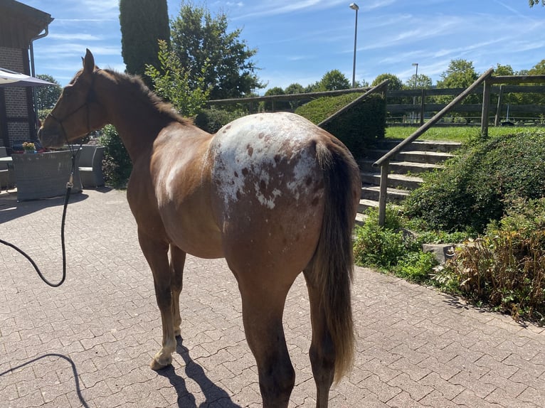 Appaloosa Stallion 2 years 14,3 hh Chestnut in Bruchweiler