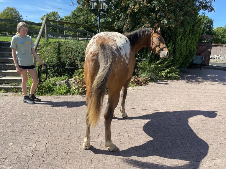 Appaloosa Stallion 2 years 14,3 hh Chestnut in Bruchweiler