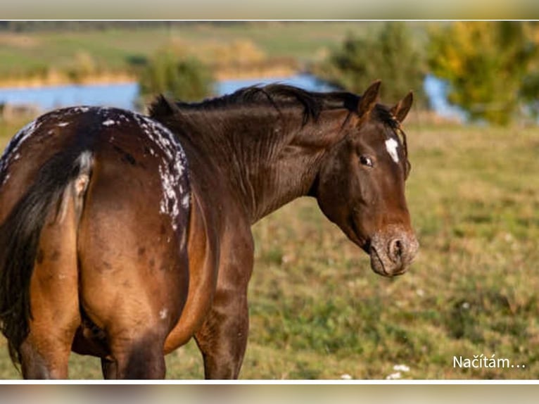 Appaloosa Stallion 2 years in Brookville, PA
