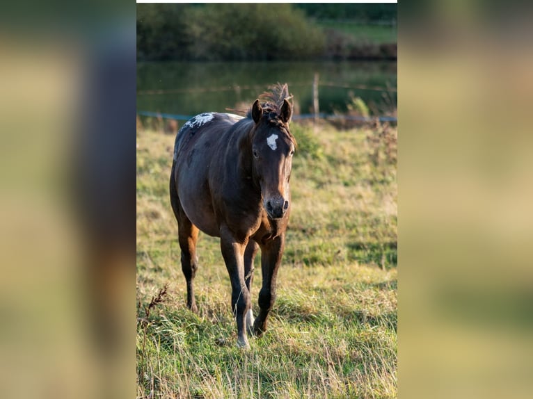 Appaloosa Stallion 2 years in Brookville, PA