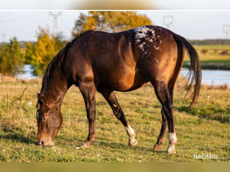 Appaloosa Stallion 2 years in Brookville, PA