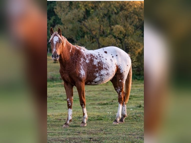 Appaloosa Stallion 2 years 15,1 hh Chestnut-Red in Staré Sedlo