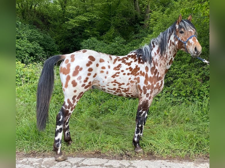 Appaloosa Stallion 2 years 15,1 hh Gray-Dapple in Geilenkirchen