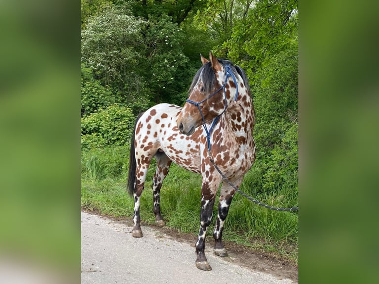Appaloosa Stallion 2 years 15,1 hh Gray-Dapple in Geilenkirchen