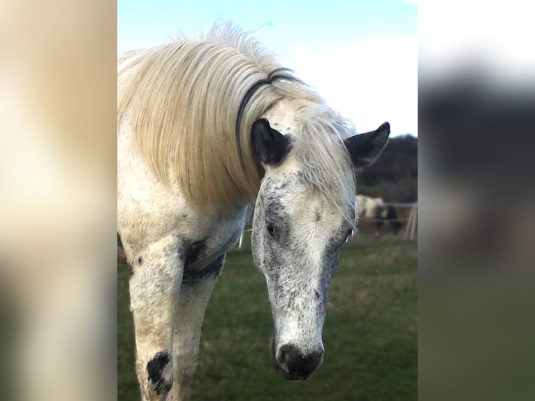 Appaloosa Stallion 2 years 15,1 hh in Brno