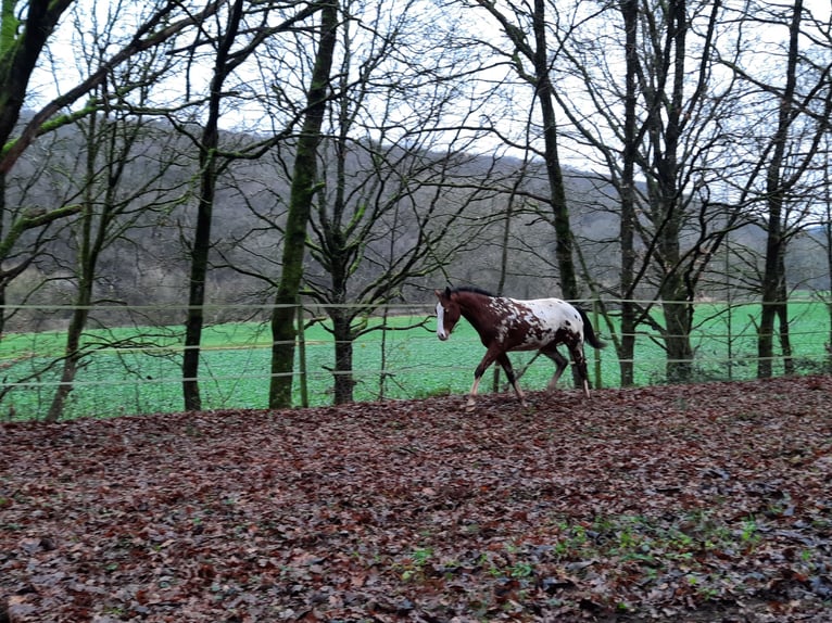 Appaloosa Stallion 2 years 15.1 hh  in Odenbach