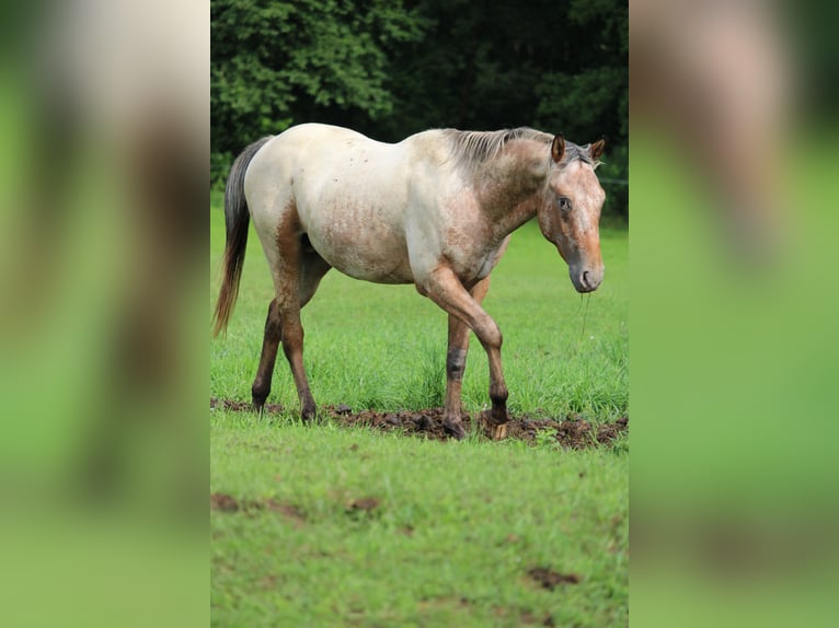 Appaloosa Stallion 2 years 15,1 hh Brown in Berching