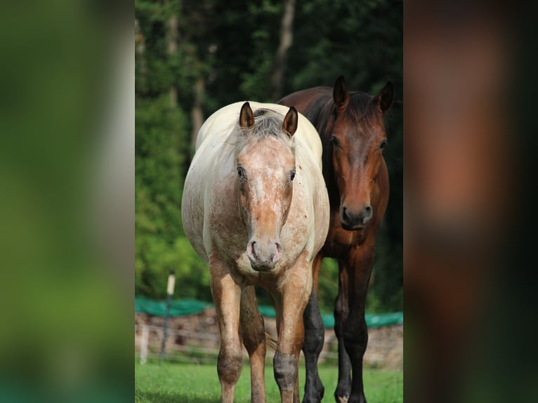 Appaloosa Stallion 2 years 15,1 hh Brown in Berching