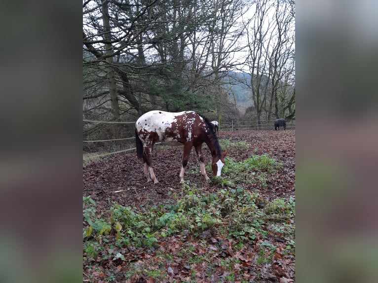 Appaloosa Stallion 2 years 15,1 hh  in Odenbach