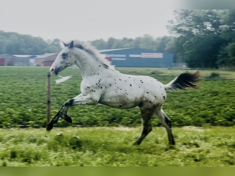 Appaloosa Stallion 2 years 16,2 hh Leopard-Piebald in Siddeburen