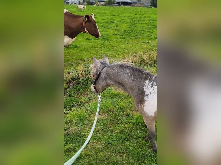 Appaloosa Stallion 2 years 8,3 hh Leopard-Piebald in Raalte