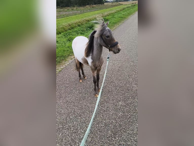 Appaloosa Stallion 2 years 8,3 hh Leopard-Piebald in Raalte
