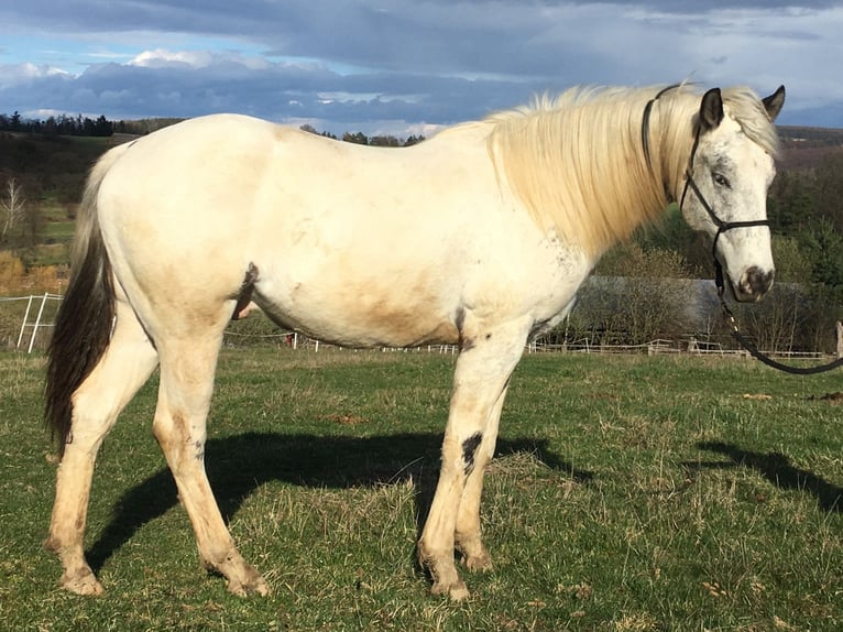 Appaloosa Stallion 2 years in Brno