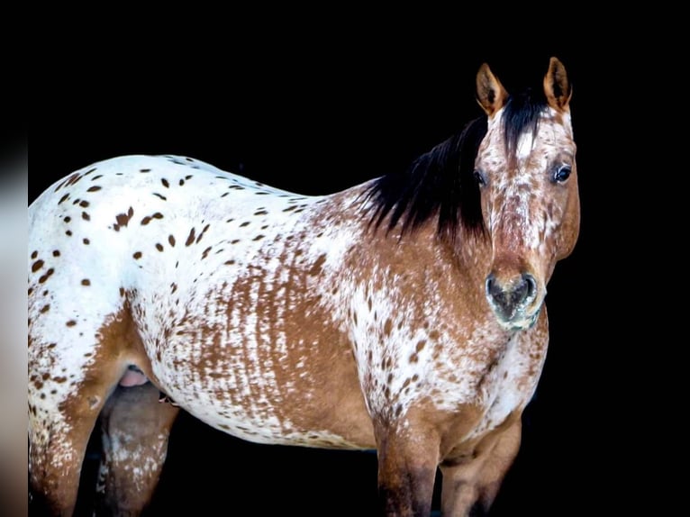 Amazing Horse - Appaloosa Horses 