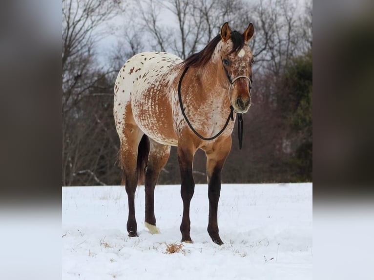 Appaloosa Stallion 2 years in Brookville, PA