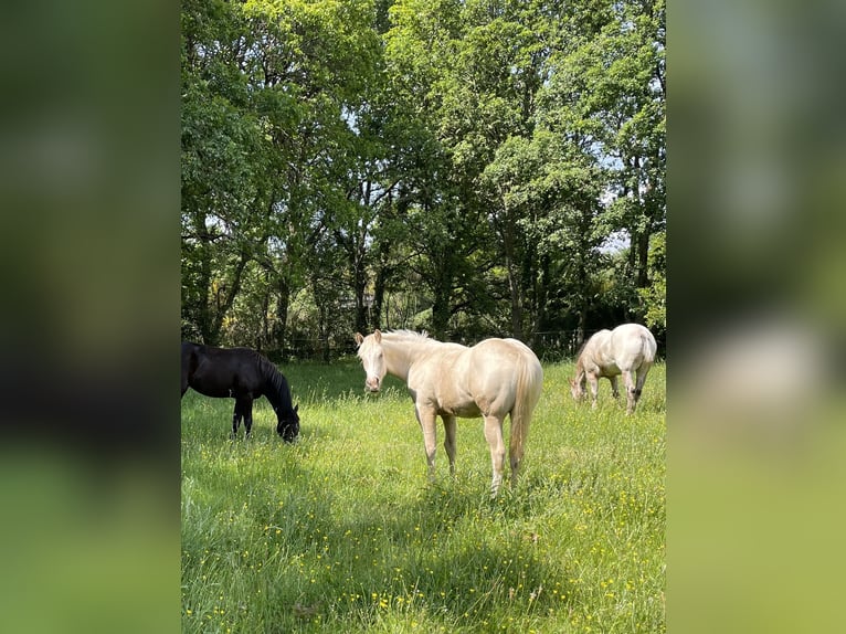 Appaloosa Stallion 2 years in Vilalba (Casco Urbano)