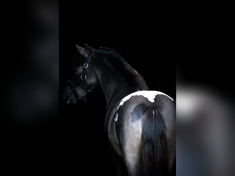 Appaloosa Stallion 3 years 10.1 hh Leopard-Piebald in Oldebroek