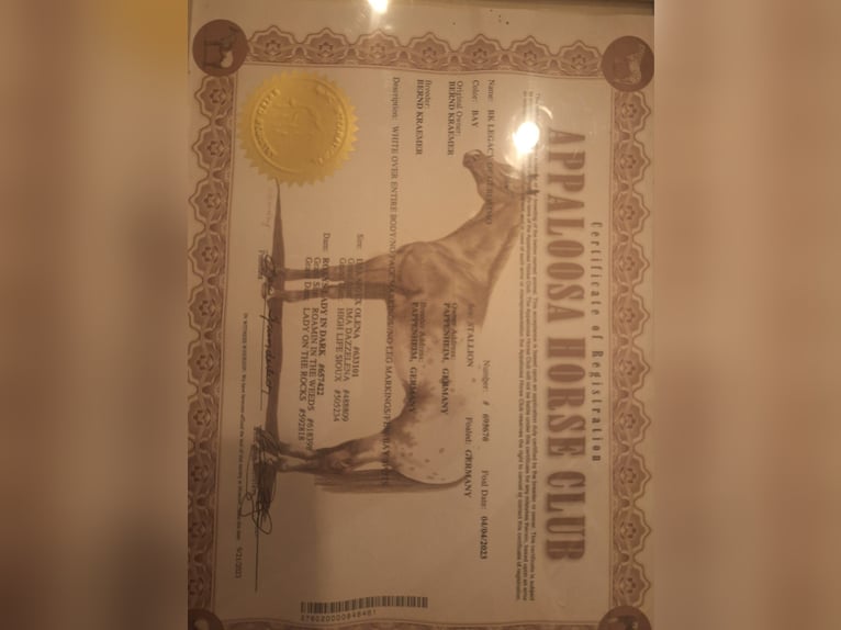 Appaloosa Stallion 3 years 14,3 hh White in Dötlingen