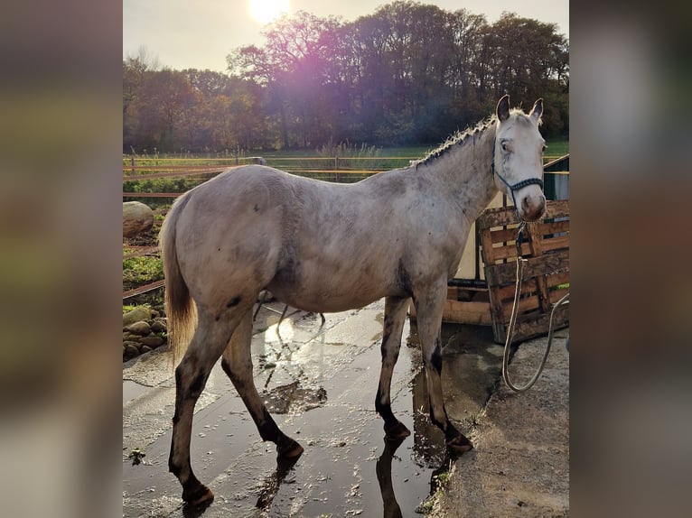 Appaloosa Stallion 3 years 14,3 hh White in Dötlingen