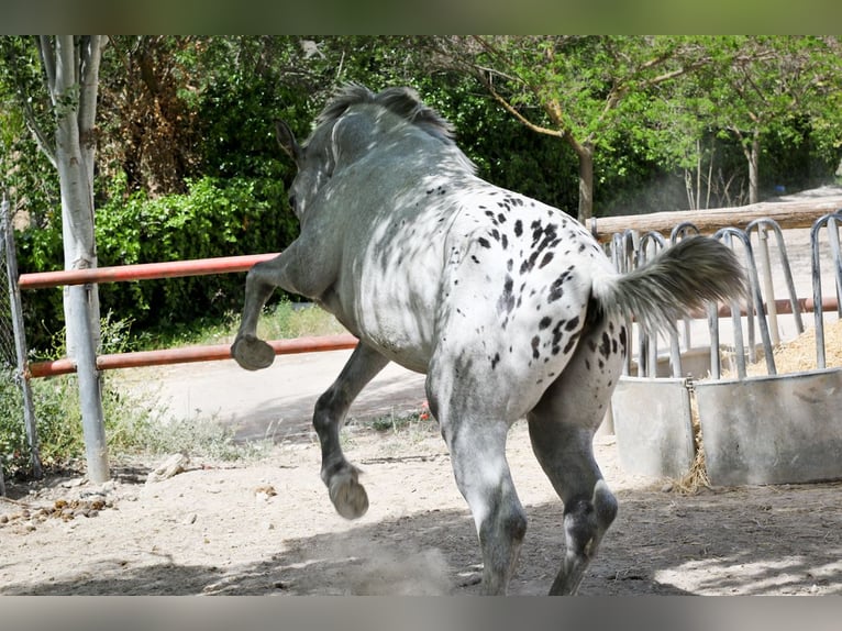 Appaloosa Mix Stallion 3 years 15,2 hh Gray-Red-Tan in Alcoi/Alcoy