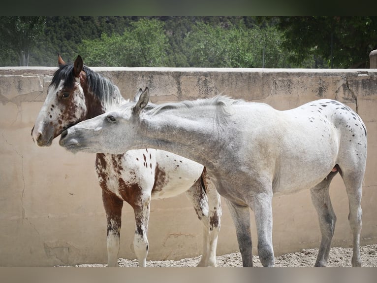 Appaloosa Mix Stallion 3 years 15,2 hh Gray-Red-Tan in Alcoi/Alcoy