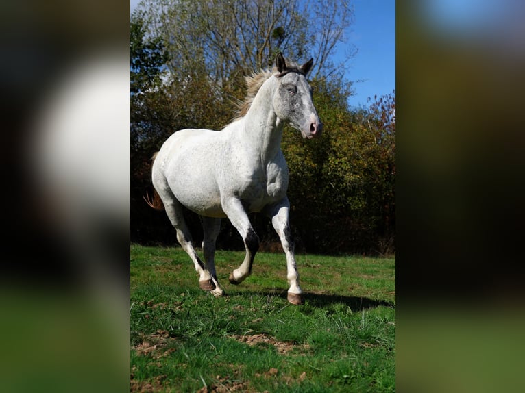 Appaloosa Stallion 3 years 15 hh Leopard-Piebald in goven