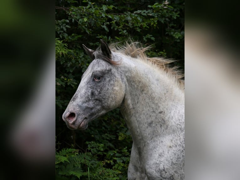 Appaloosa Stallion 3 years 15 hh Leopard-Piebald in goven