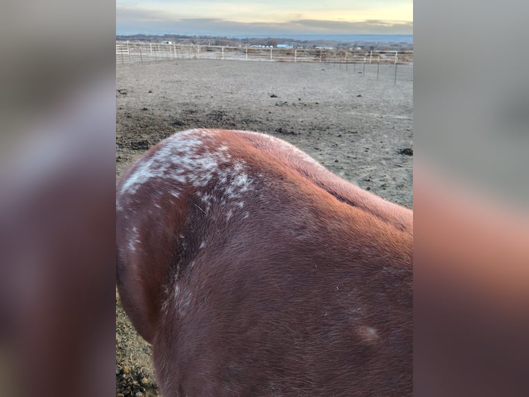 Appaloosa Stallion 4 years 14 hh Sorrel in Olathe