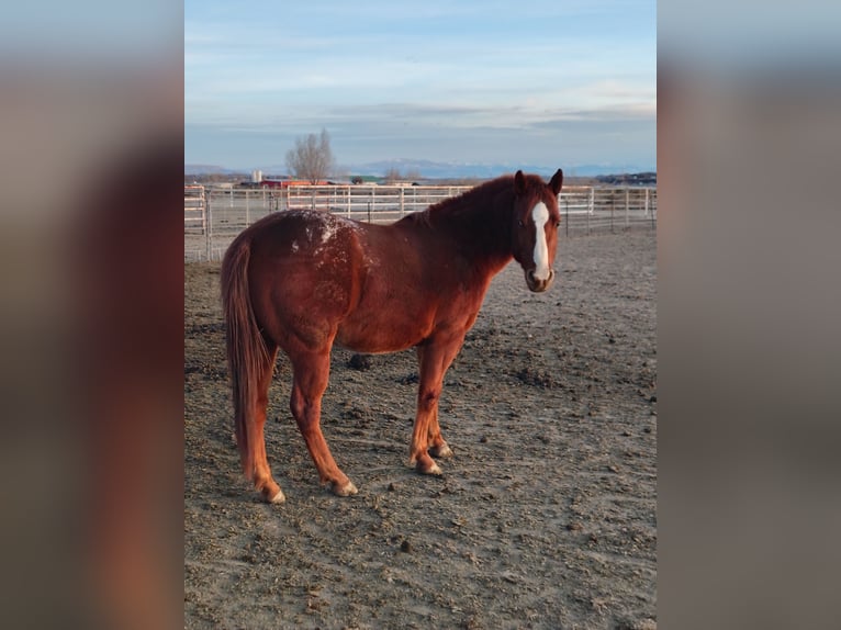 Appaloosa Stallion 4 years 14 hh Sorrel in Olathe