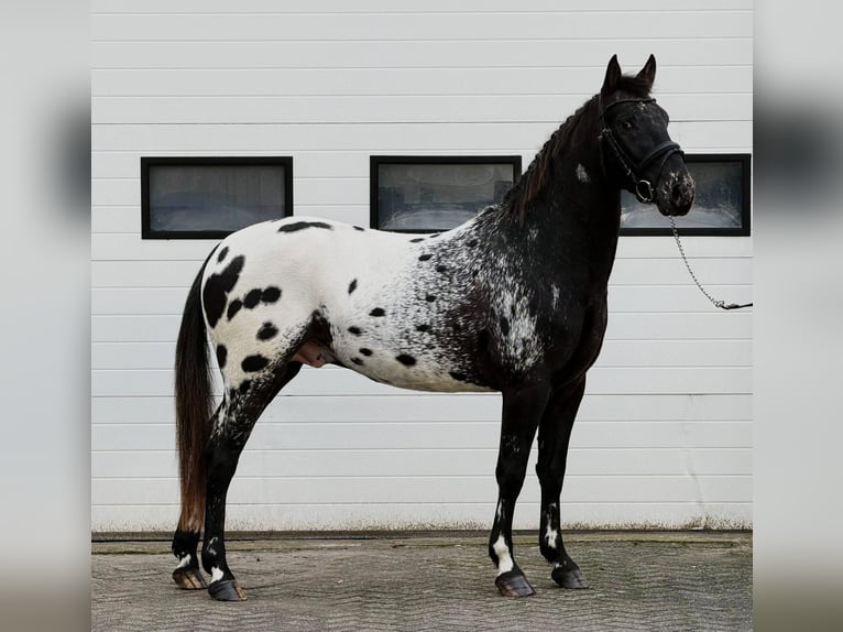 Appaloosa Stallion 4 years 15,1 hh Leopard-Piebald in Someren