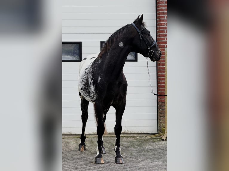 Appaloosa Stallion 4 years 15,1 hh Leopard-Piebald in Someren