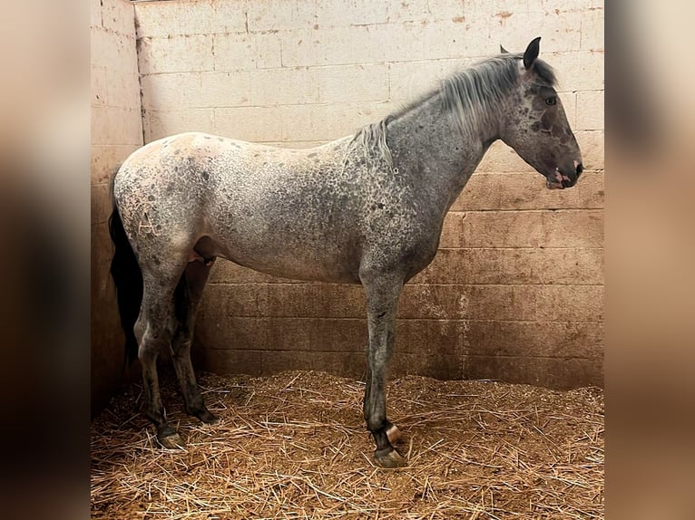 Appaloosa Stallion 4 years 15,1 hh Leopard-Piebald in Jerez