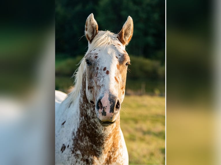 Appaloosa Stallion 4 years 15,2 hh Roan-Red in Star&#xE9; Sedlo