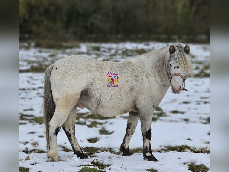 Appaloosa Stallion 5 years 11,1 hh Leopard-Piebald in ÉCOUCHÉ-LES-VALLÉES