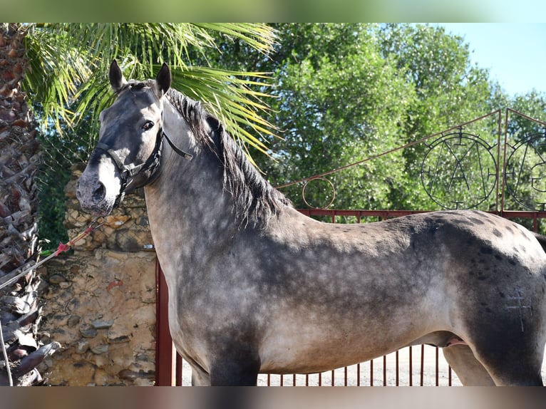 Appaloosa Stallion 5 years 15,3 hh Dun in El Cerro De Andevalo