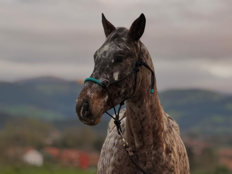 Appaloosa Stallion 5 years 15.3 hh Leopard-Piebald in Hazas de cesto