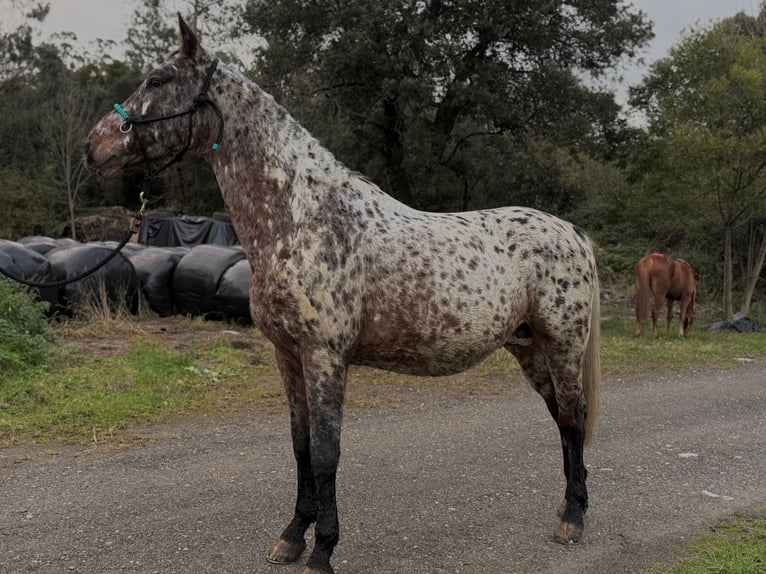 Appaloosa Stallion 5 years 15.3 hh Leopard-Piebald in Hazas de cesto