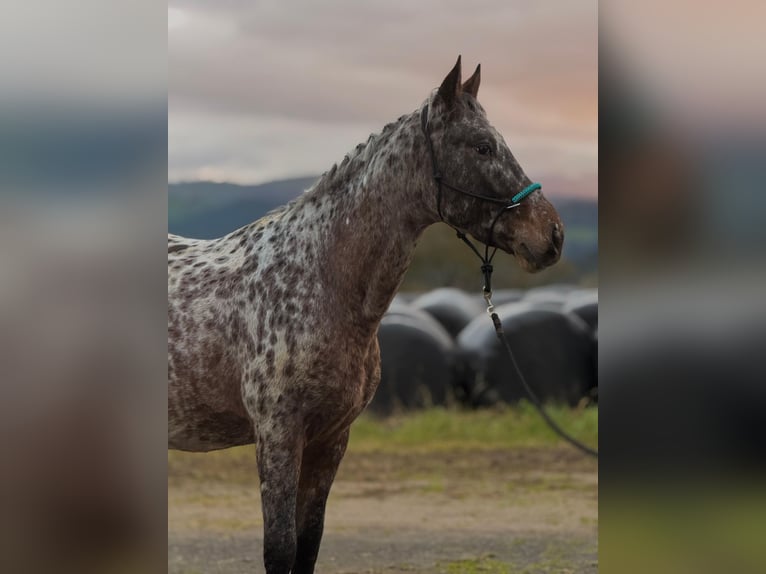 Appaloosa Stallion 5 years 15.3 hh Leopard-Piebald in Hazas de cesto