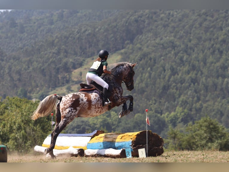 Appaloosa Stallion 5 years 15.3 hh Leopard-Piebald in Hazas de cesto