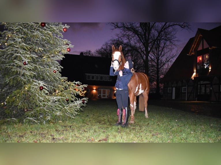 Appaloosa Mix Stallion 5 years 15 hh Chestnut-Red in Lilienthal