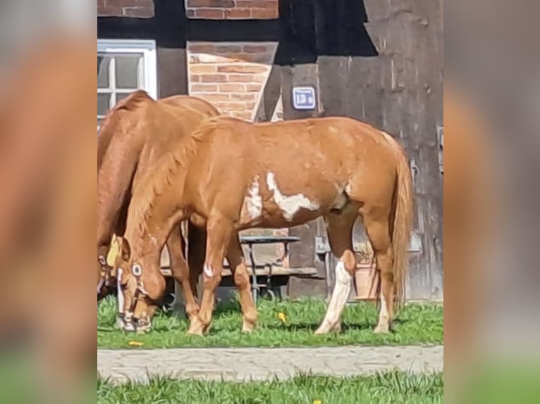 Appaloosa Mix Stallion 5 years 15 hh Chestnut-Red in Lilienthal