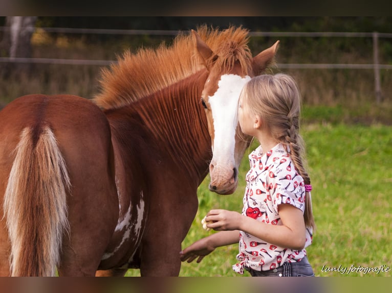 Appaloosa Mix Stallion 5 years 15 hh Chestnut-Red in Lilienthal